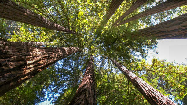 Best Tree Risk Assessment  in Walnut Park, CA